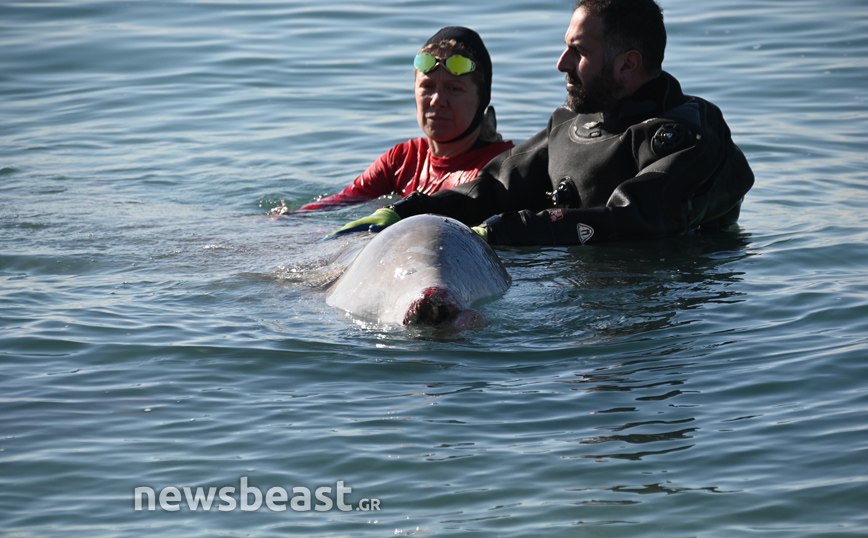 Φάλαινα στον Άλιμο: Προσάραξε στη Σαλαμίνα &#8211; Αρνητική εξέλιξη η επιστροφή της στα ρηχά