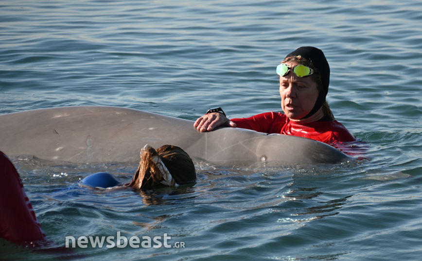 Διάσωση φάλαινας στον Άλιμο
