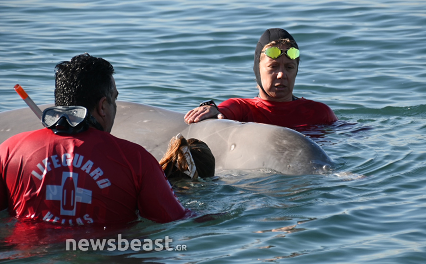 Διάσωση φάλαινας στον Άλιμο