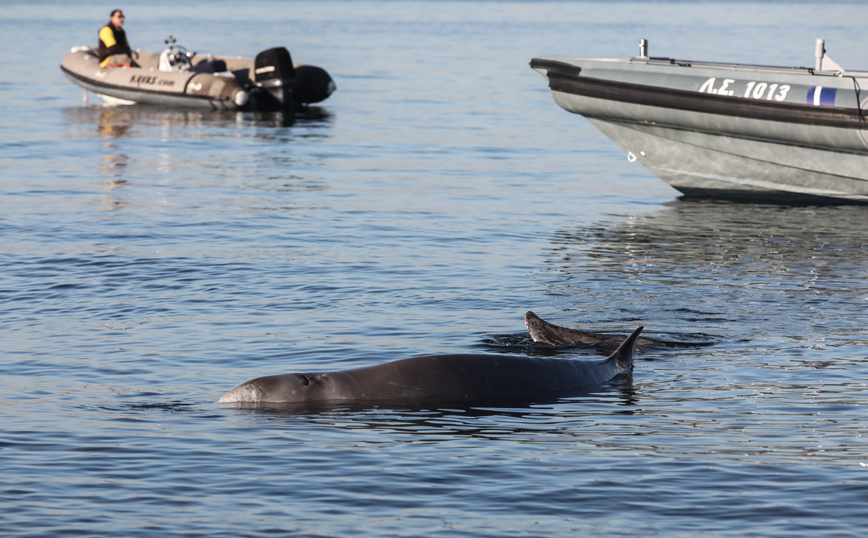 Φάλαινα στον Άλιμο Φάλαινα στον Άλιμο