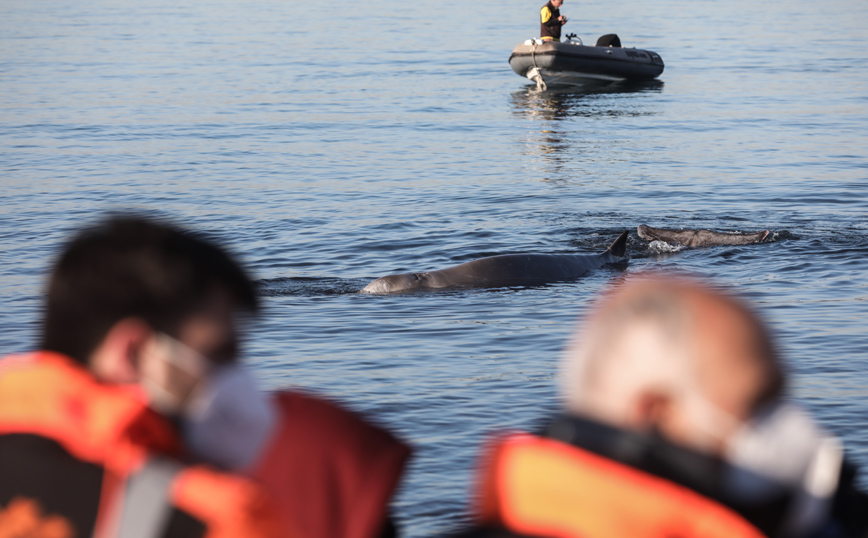 Φάλαινα στον Άλιμο Φάλαινα στον Άλιμο