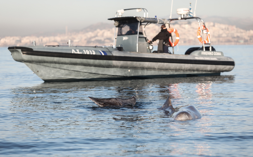 Φάλαινα στον Άλιμο Φάλαινα στον Άλιμο