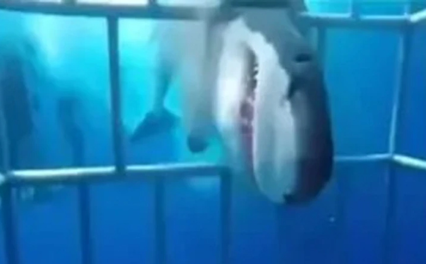 Η τρομακτική στιγμή που μεγάλος λευκός καρχαρίας επιτίθεται σε δύτες μέσα σε κλουβί &#8211; Τραγική κατάληξη