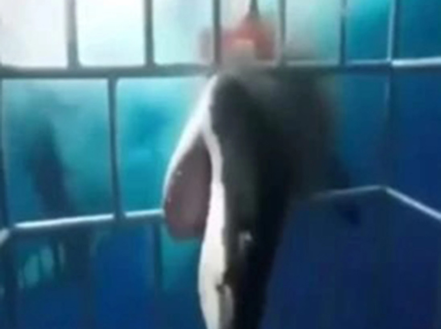 Καρχαρίας εγκλωβισμένος σε κλουβί Καρχαρίας εγκλωβισμένος σε κλουβί