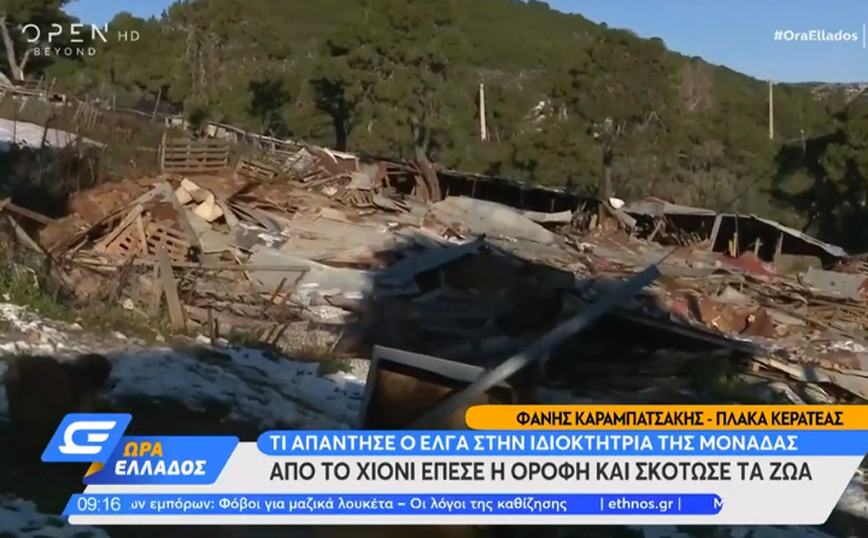 Κερατέα: Από το χιόνι κατέρρευσε το μαντρί και σκότωσε τα ζώα