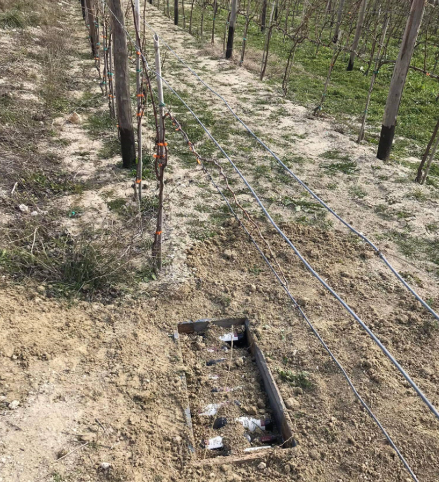 Φυτεύουν» μπουκάλια με κρασί σε οινοποιείο της Ιερισσού για παλαίωση στη Χαλκιδική Φυτεύουν» μπουκάλια με κρασί σε οινοποιείο της Ιερισσού για παλαίωση στη Χαλκιδική