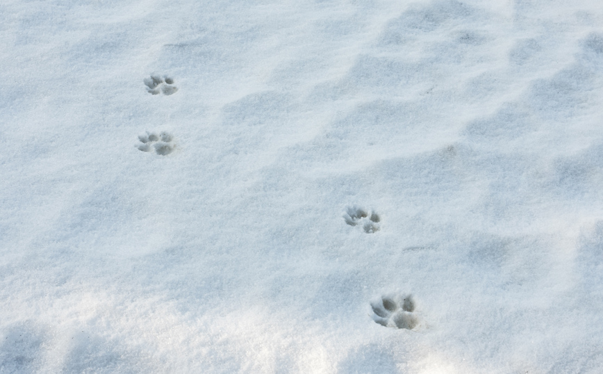πατημασίες λύκου πατημασίες λύκου