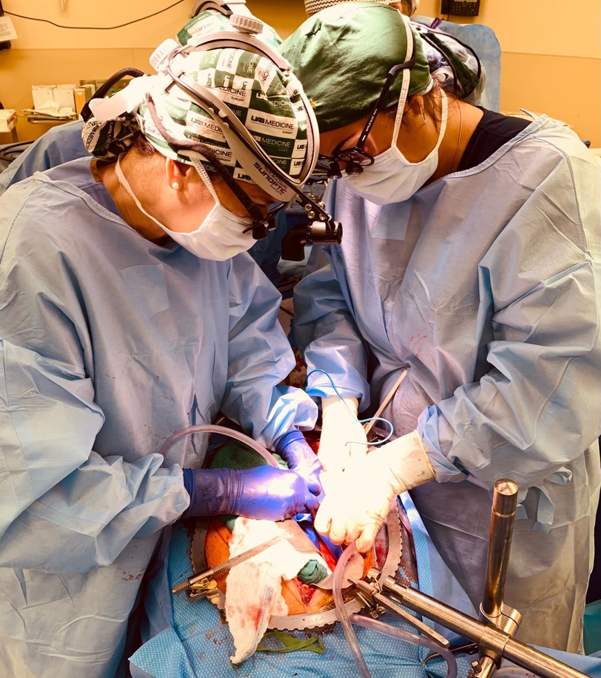 Μεταμόσχευση νεφρού από χοίρο Μεταμόσχευση νεφρού από χοίρο