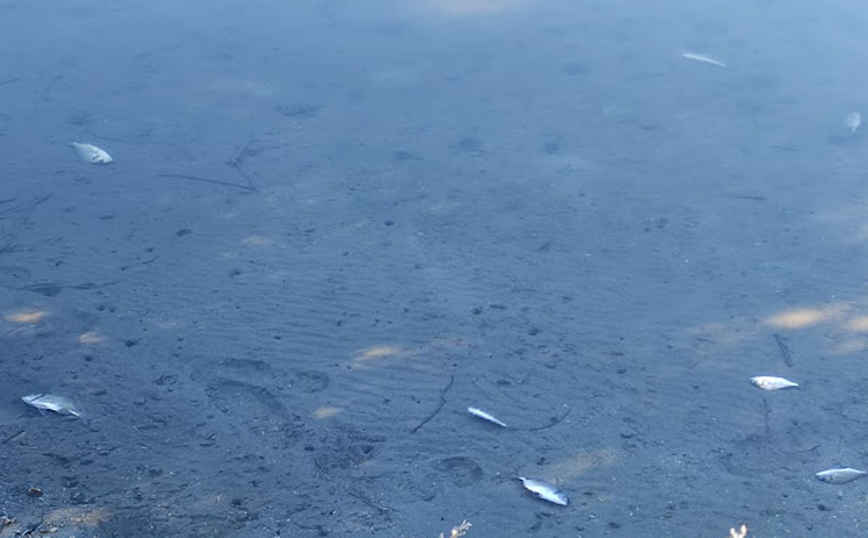 Νεκρά ψάρια από το κρύο στη λιμνοθάλασσα Δρεπάνου Νεκρά ψάρια από το κρύο στη λιμνοθάλασσα Δρεπάνου