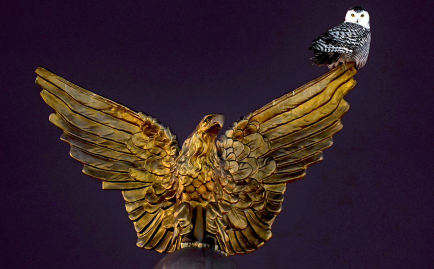 Μία κουκουβάγια σε άγαλμα Μία κουκουβάγια σε άγαλμα