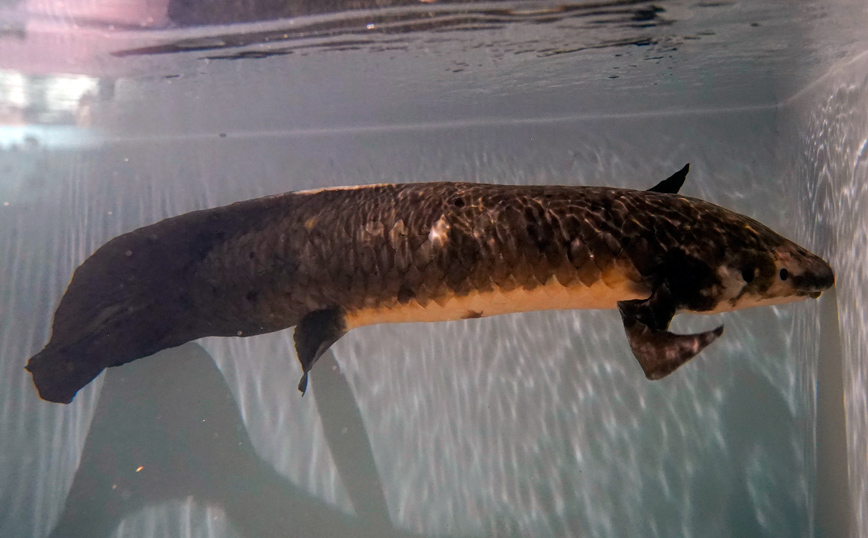 Ο Μαθουσάλας το αρχαιότερο ψάρι ενυδρείου στον κόσμο