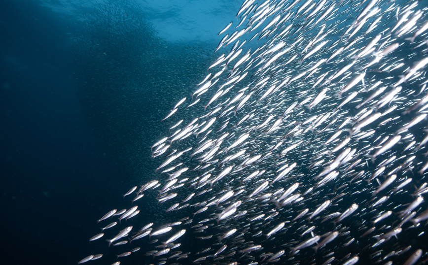 Κοπάδια ψαριών Κοπάδια ψαριών