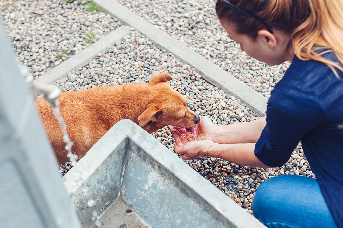 Γυναίκα βοηθά ένα σκυλί Γυναίκα βοηθά ένα σκυλί