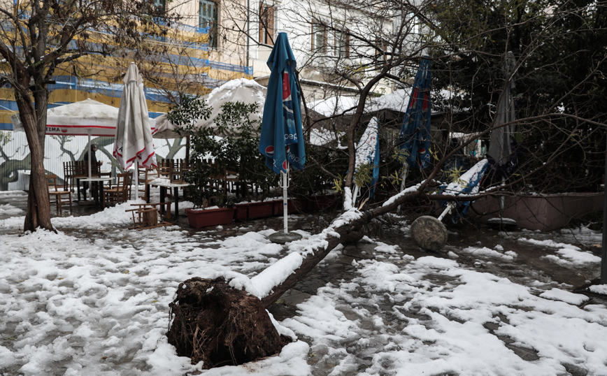 Κακοκαιρία Ελπίδα: Έντεκα συνεργεία μαζεύουν κομμένους κορμούς και δέντρα στην Αττική
