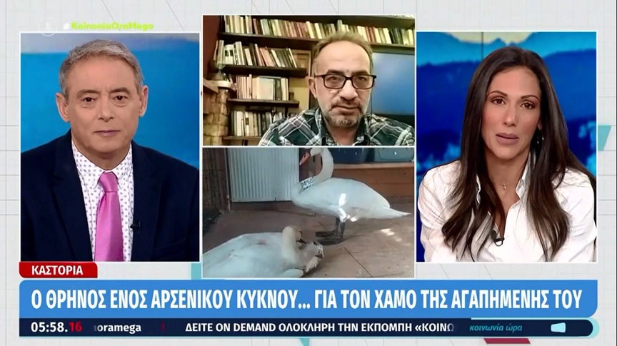 Καστοριά: Κύκνος περιμένει το ταίρι του, που πέθανε έξω από το κέντρο περίθαλψης