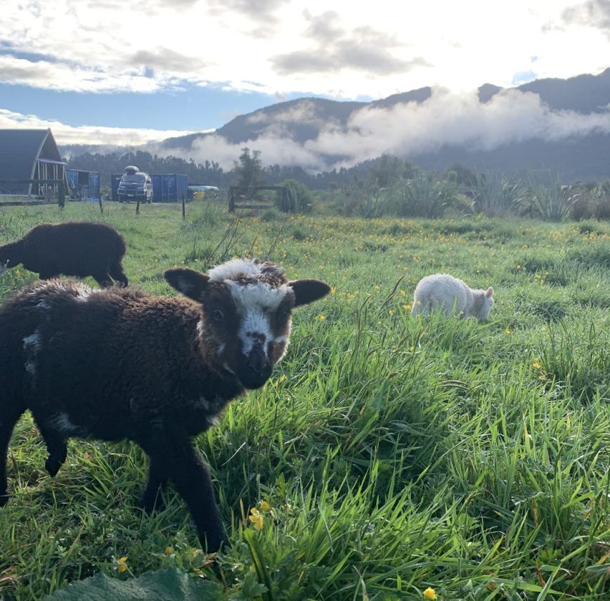Σπίτι προς πώληση στη Νέα Ζηλανδία Σπίτι προς πώληση στη Νέα Ζηλανδία