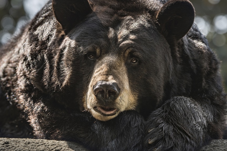 ΗΠΑ: Τρόμαξε από αρκούδα και στη βιασύνη του να την πυροβολήσει, σκότωσε τον αδερφό του