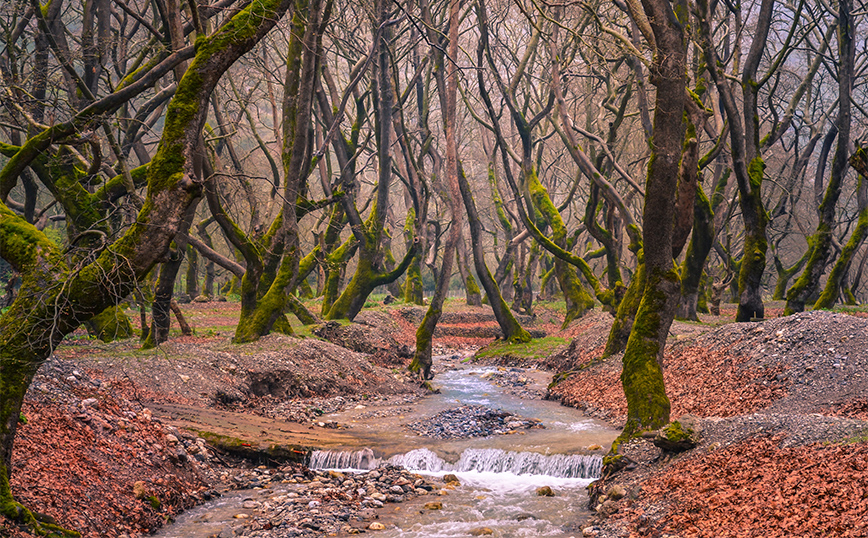 Το εντυπωσιακό δάσος από πλατάνια στο Πλανητέρο Το εντυπωσιακό δάσος από πλατάνια στο Πλανητέρο