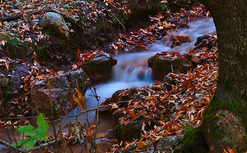 Ρυάκι ανάμεσα σε ξερά φύλλα στο Πλανητέρο Ρυάκι ανάμεσα σε ξερά φύλλα στο Πλανητέρο