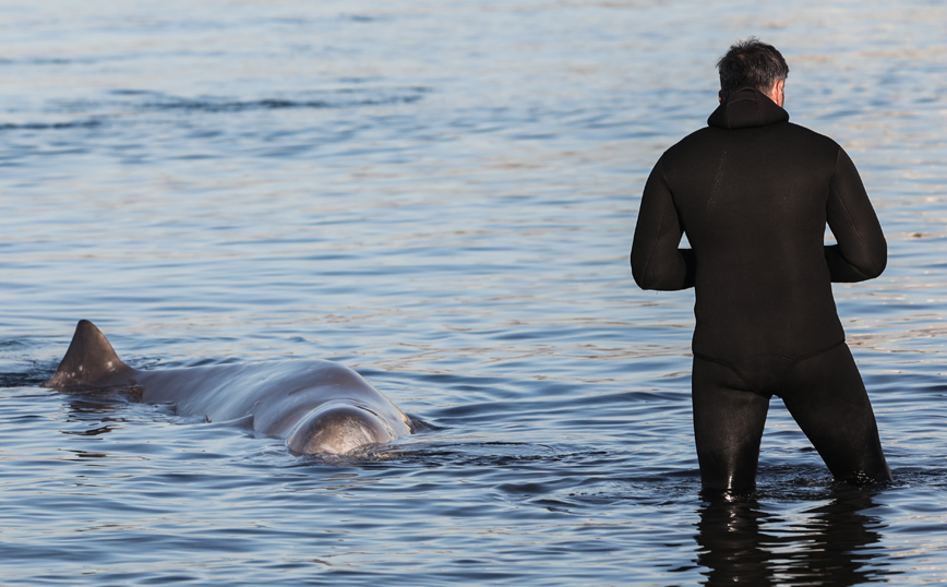 Η φάλαινα Σωτήρης που εντοπίστηκε αρχικά στον Άλιμο Η φάλαινα Σωτήρης που εντοπίστηκε αρχικά στον Άλιμο