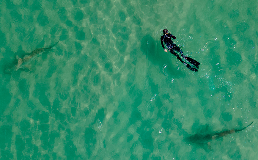 Δύτης με καρχαρίες Δύτης με καρχαρίες