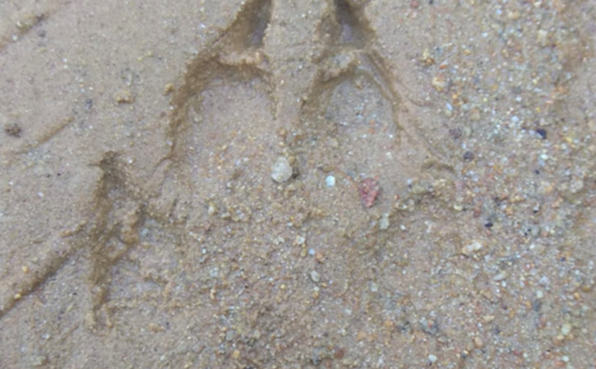 Ίχνη λύκου στην Καβάλα Ίχνη λύκου στην Καβάλα