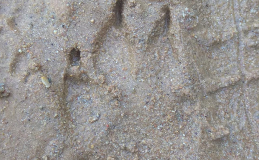 Ίχνη λύκου στην Καβάλα Ίχνη λύκου στην Καβάλα