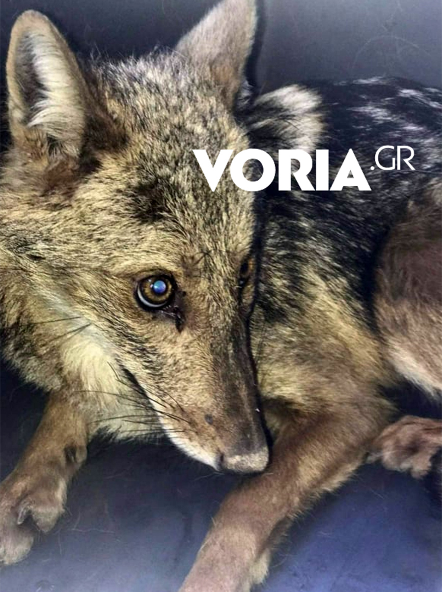 Μικρός λύκος τρύπωσε σε βιβλιοπωλείο