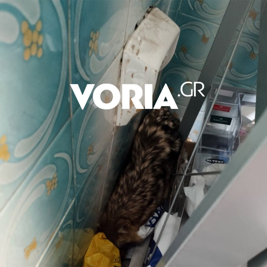 Μικρός λύκος τρύπωσε σε βιβλιοπωλείο