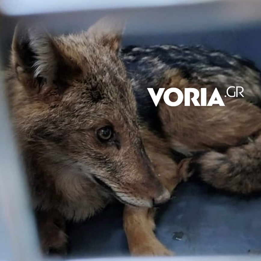 Μικρός λύκος τρύπωσε σε βιβλιοπωλείο