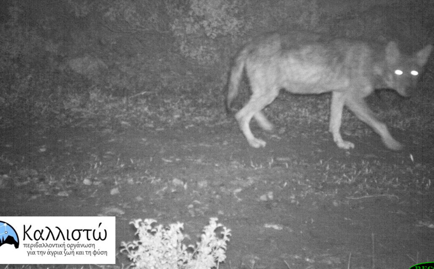 Ενημέρωση για το ευρύ κοινό με αφορμή την πιθανή επίθεση λύκου σε σκύλους στον Διόνυσο Ενημέρωση για το ευρύ κοινό με αφορμή την πιθανή επίθεση λύκου σε σκύλους στον Διόνυσο