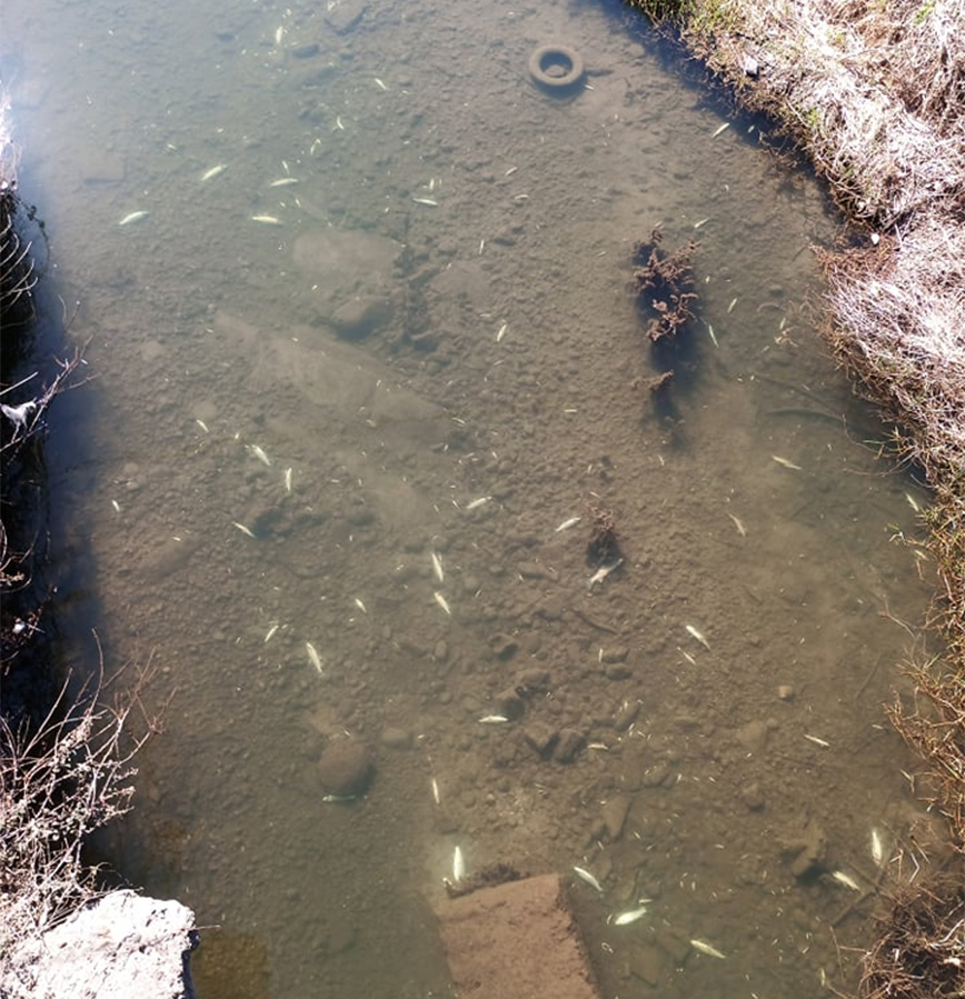Δεκάδες νεκρά ψάρια στο Ληθαίο Δεκάδες νεκρά ψάρια στο Ληθαίο