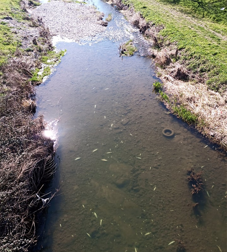 Δεκάδες νεκρά ψάρια στο Ληθαίο Δεκάδες νεκρά ψάρια στο Ληθαίο