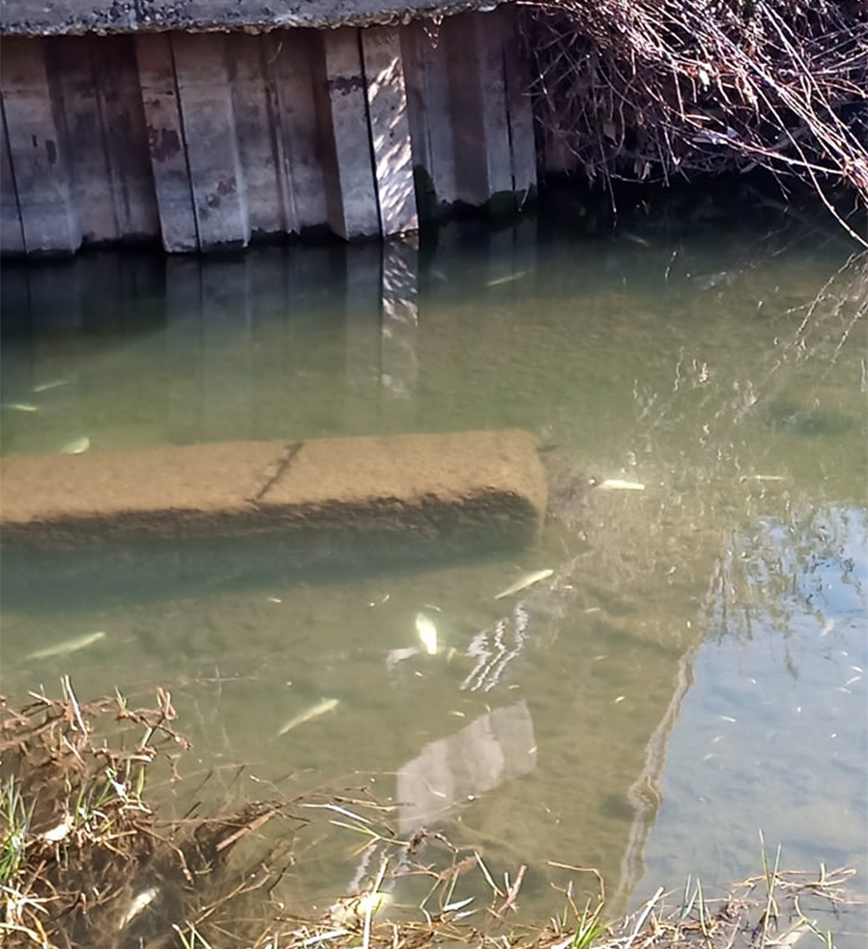 Δεκάδες νεκρά ψάρια στο Ληθαίο Δεκάδες νεκρά ψάρια στο Ληθαίο