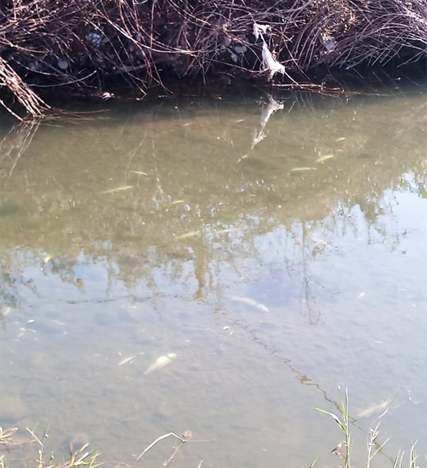 Δεκάδες νεκρά ψάρια στο Ληθαίο Δεκάδες νεκρά ψάρια στο Ληθαίο