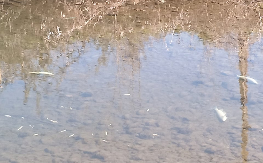 Δεκάδες νεκρά ψάρια στο Ληθαίο Δεκάδες νεκρά ψάρια στο Ληθαίο