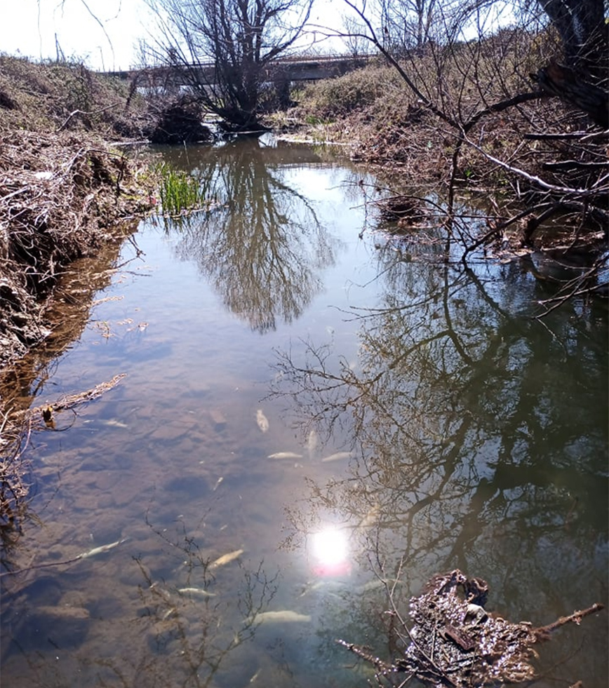 Δεκάδες νεκρά ψάρια στο Ληθαίο Δεκάδες νεκρά ψάρια στο Ληθαίο