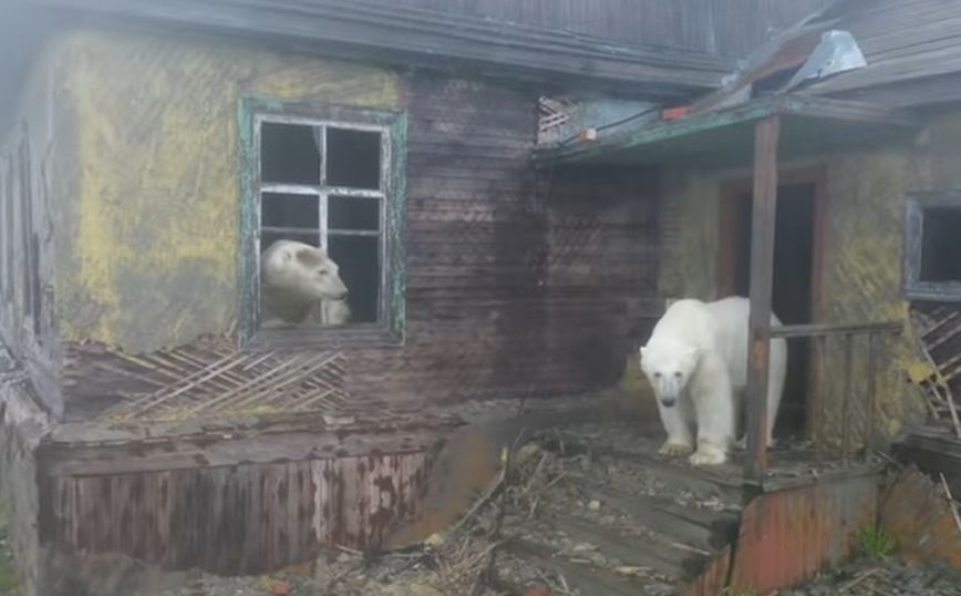 Οι άνθρωποι έφυγαν και οι πολικές αρκούδες έκαναν κατάληψη σε εγκαταλελειμμένο σπίτι