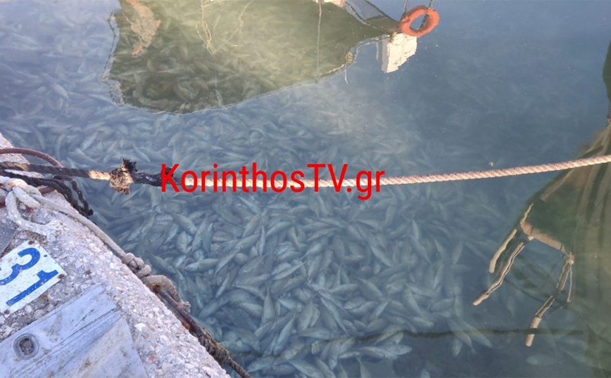 Τρομακτικές εικόνες με νεκρά ψάρια στο λιμάνι της Κορίνθου
