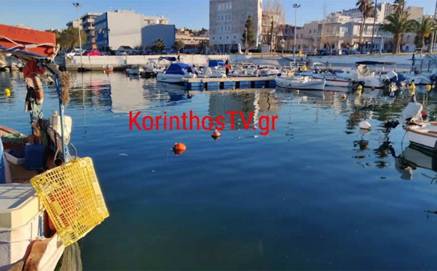 Γέμισε νεκρά ψάρια το λιμάνι της Κορίνθου Γέμισε νεκρά ψάρια το λιμάνι της Κορίνθου