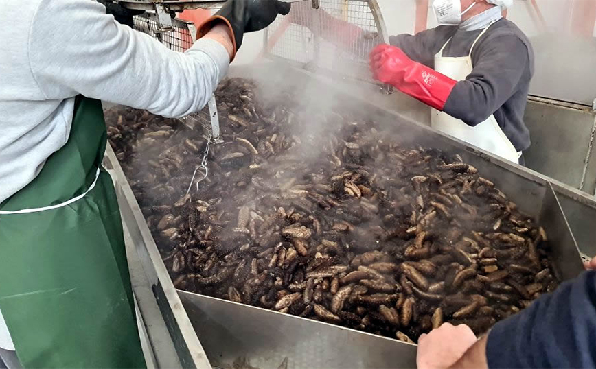 Τα ολοθούρια (αγγούρια της θάλασσας), που ταξιδεύουν, από τη Λαμία για τις κουζίνες των πιο διάσημων εστιατορίων της Κίνας και άλλων χωρών της Ασίας