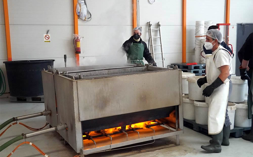 Τα ολοθούρια (αγγούρια της θάλασσας), που ταξιδεύουν, από τη Λαμία για τις κουζίνες των πιο διάσημων εστιατορίων της Κίνας και άλλων χωρών της Ασίας