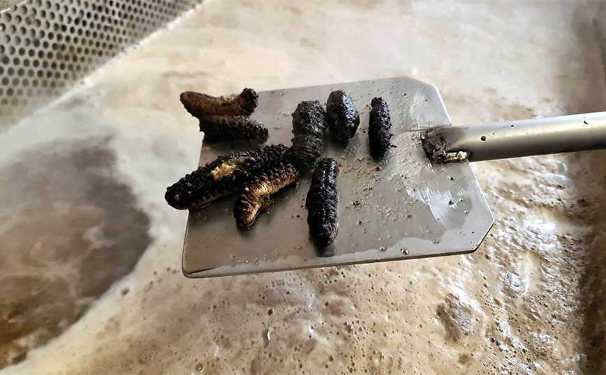 Τα ολοθούρια (αγγούρια της θάλασσας), που ταξιδεύουν, από τη Λαμία για τις κουζίνες των πιο διάσημων εστιατορίων της Κίνας και άλλων χωρών της Ασίας