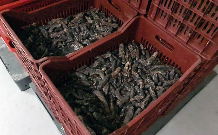 Τα ολοθούρια (αγγούρια της θάλασσας), που ταξιδεύουν, από τη Λαμία για τις κουζίνες των πιο διάσημων εστιατορίων της Κίνας και άλλων χωρών της Ασίας