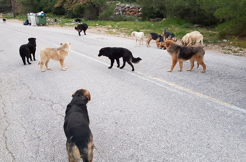 Χαλκιδική: Μαθήτρια πήγε στο νοσοκομείο έπειτα από επίθεση αγέλης αδέσποτων σκύλων στη Νικήτη