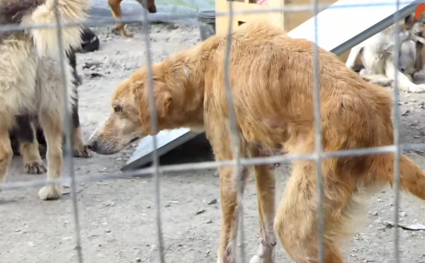 Σπάρτη: «Στρατόπεδο θανάτου» για αδέσποτα σκυλιά &#8211; Καταγγελίες φιλοζωικής