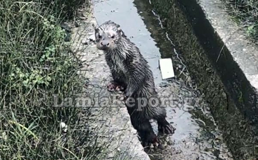 Σπάνια εμφάνιση ενυδρίδας κοντά σε δρόμο Σπάνια εμφάνιση ενυδρίδας κοντά σε δρόμο