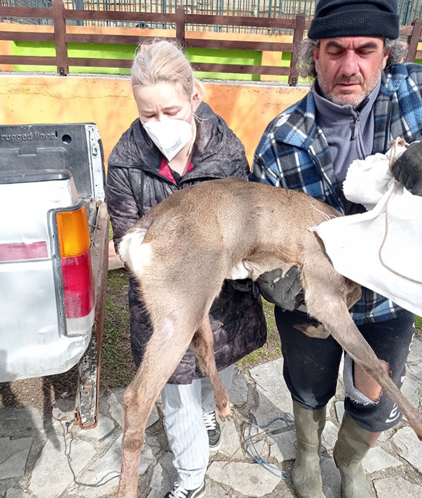 Κοζάνη: Άγνωστοι κυνήγησαν, πυροβόλησαν και τραυμάτισαν νεαρό ζαρκάδι