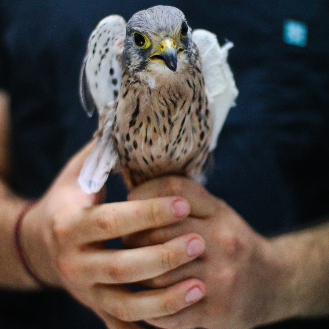 Βραχοκιρκίνεζο