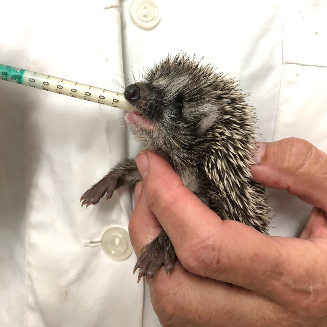 Σκαντζοχοιράκι